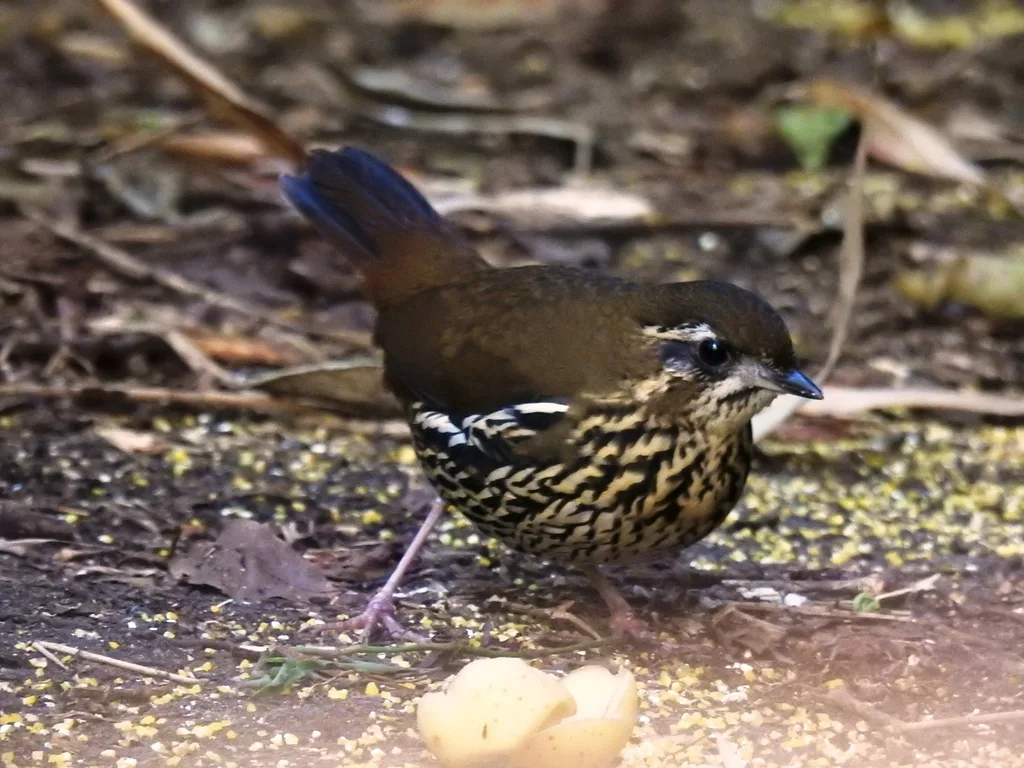 棕尾蚁鸫(Chamaeza ruficauda)