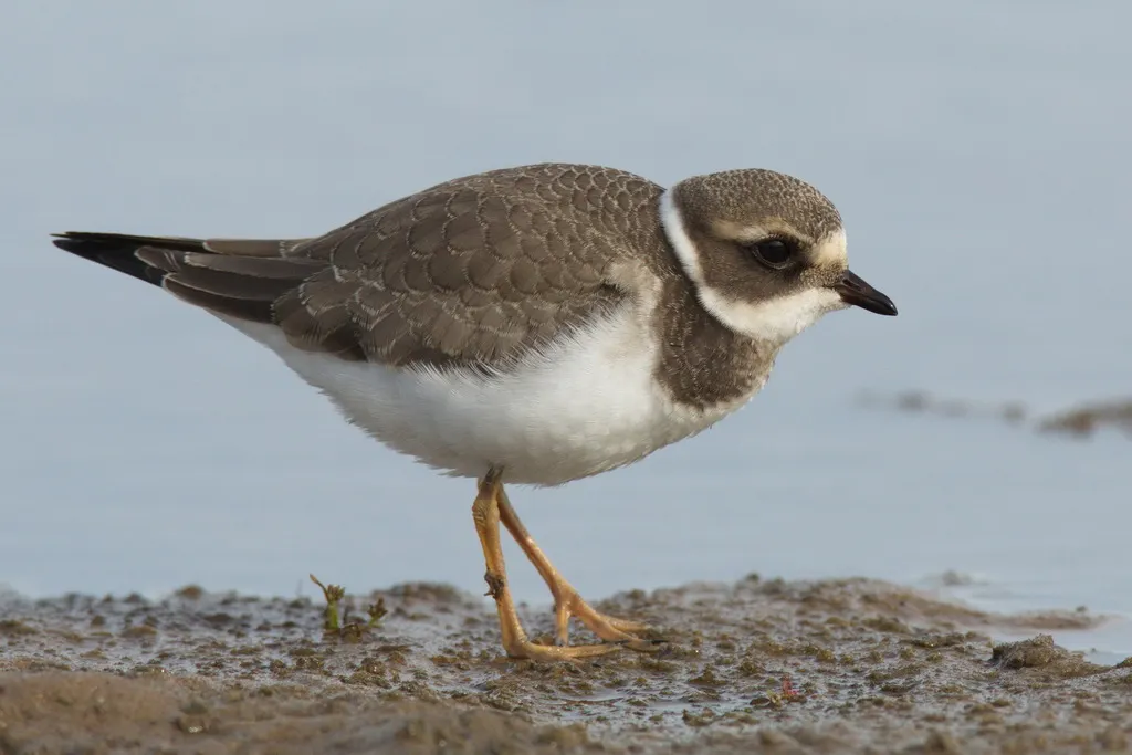 剑鸻(Charadrius hiaticula)