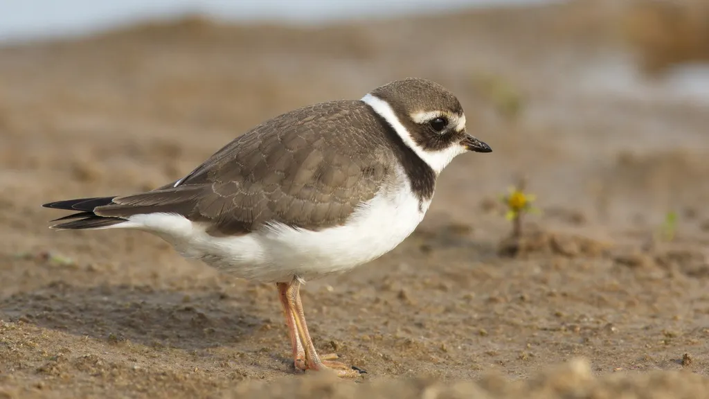 剑鸻(Charadrius hiaticula)