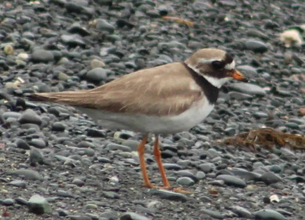 剑鸻(Charadrius hiaticula)