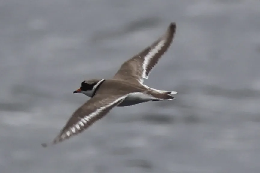 剑鸻(Charadrius hiaticula)