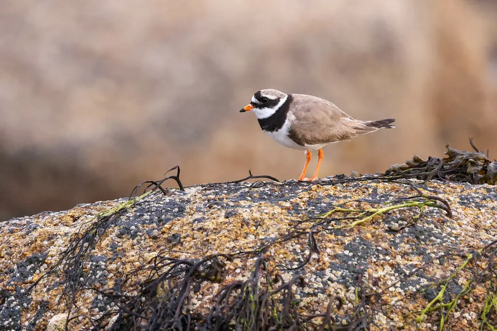 剑鸻(Charadrius hiaticula)