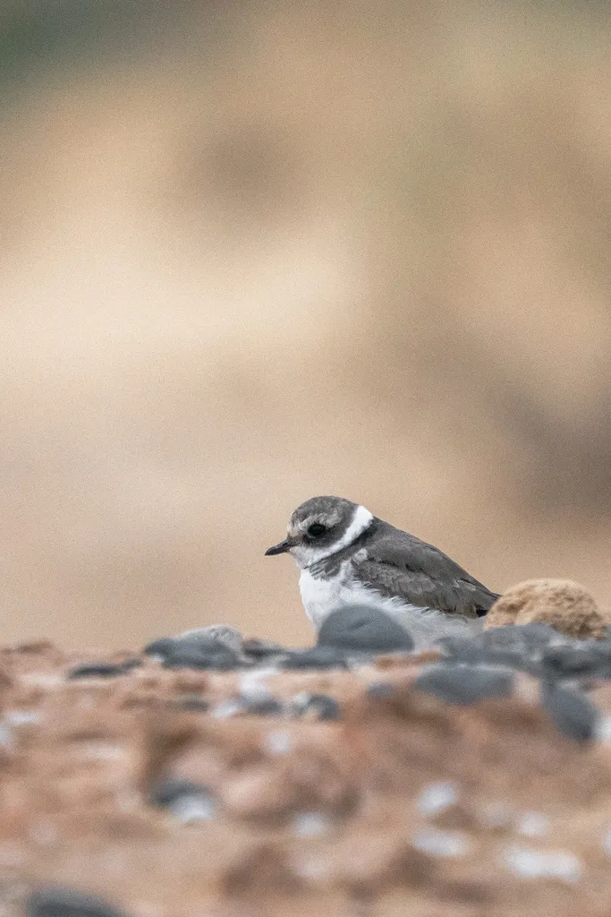 剑鸻(Charadrius hiaticula)
