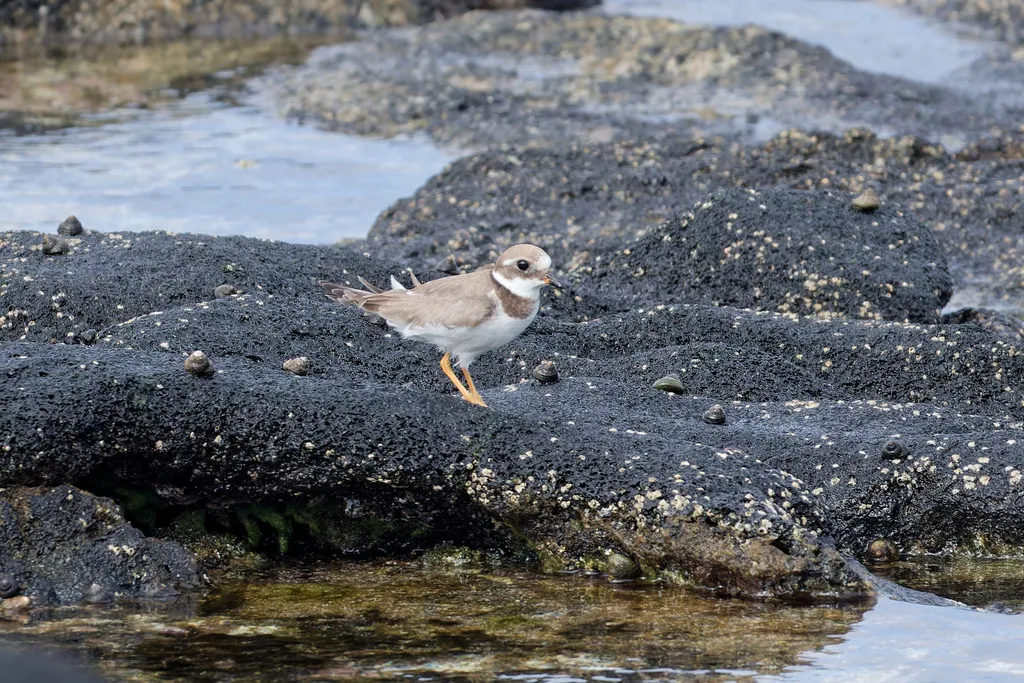 剑鸻(Charadrius hiaticula)
