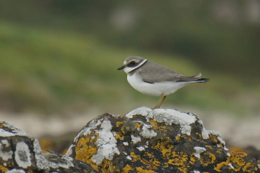剑鸻(Charadrius hiaticula)