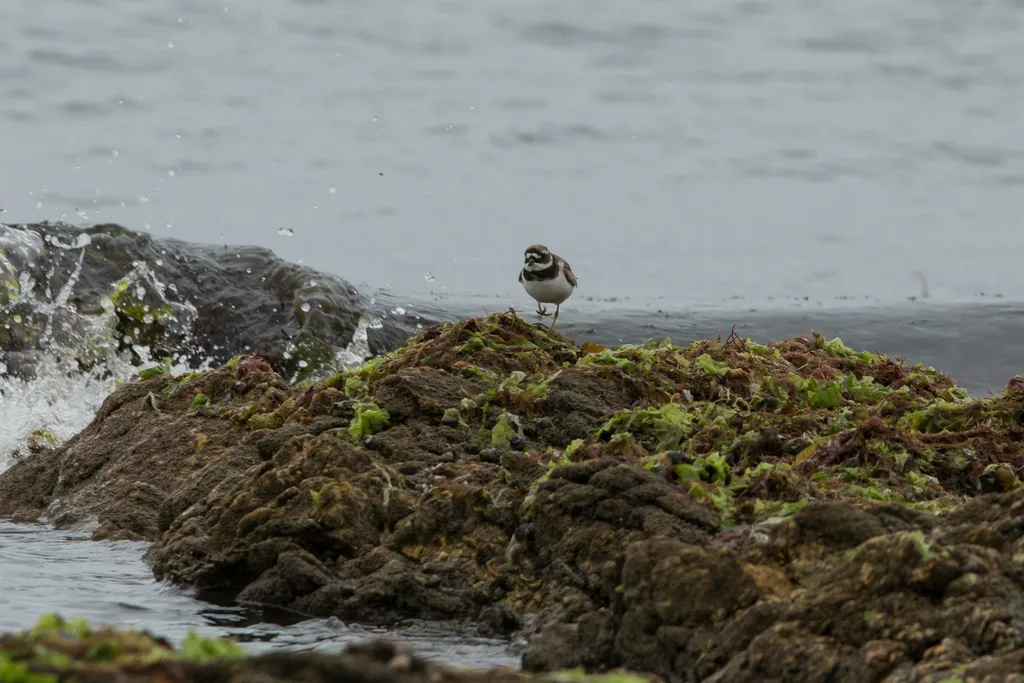 剑鸻(Charadrius hiaticula)