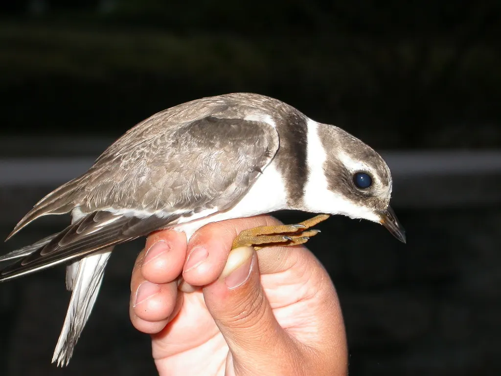 剑鸻(Charadrius hiaticula)
