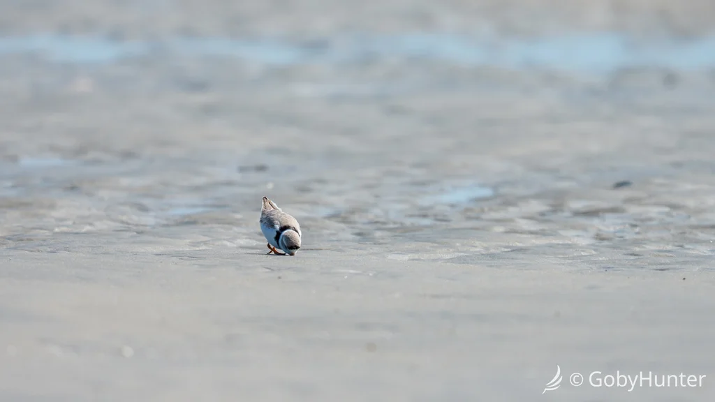 笛鸻(Charadrius melodus)