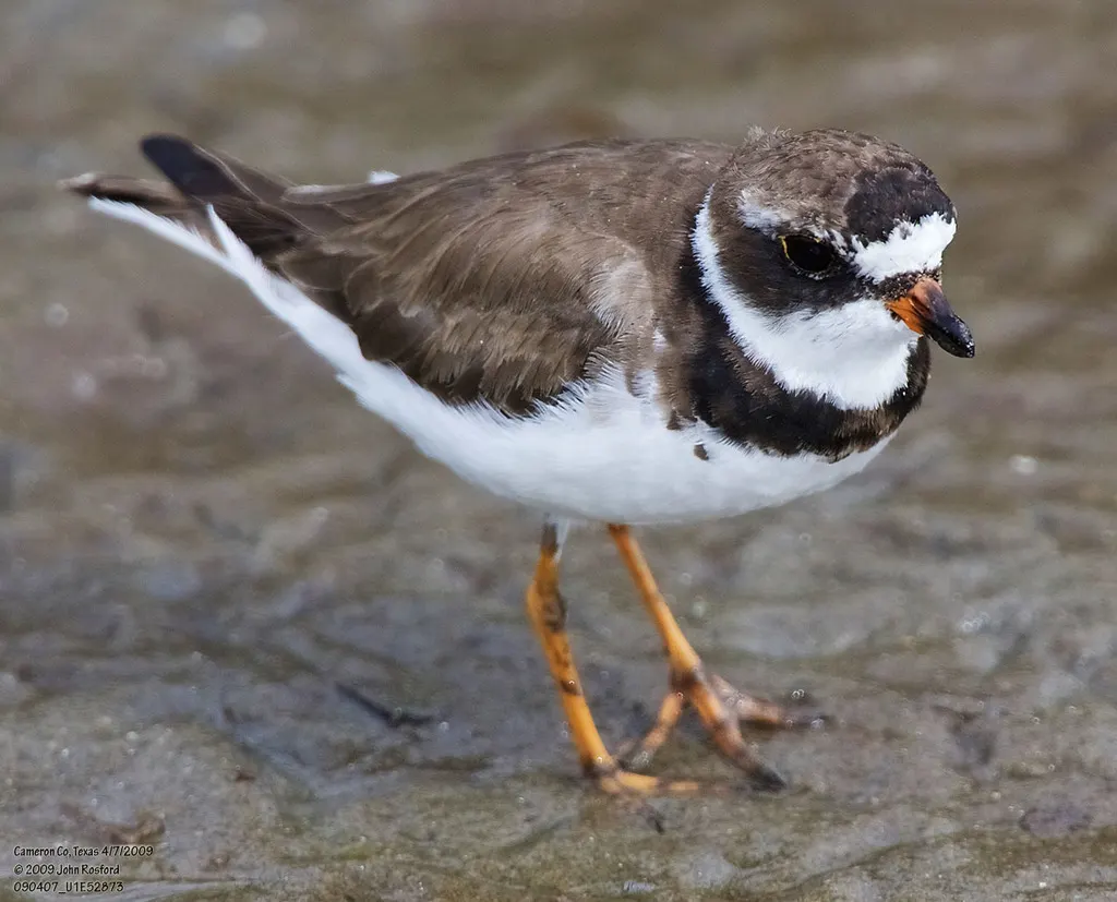 半蹼鸻(Charadrius semipalmatus)