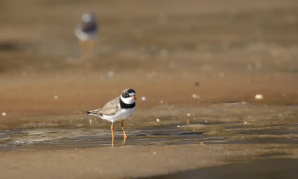 半蹼鸻(Charadrius semipalmatus)