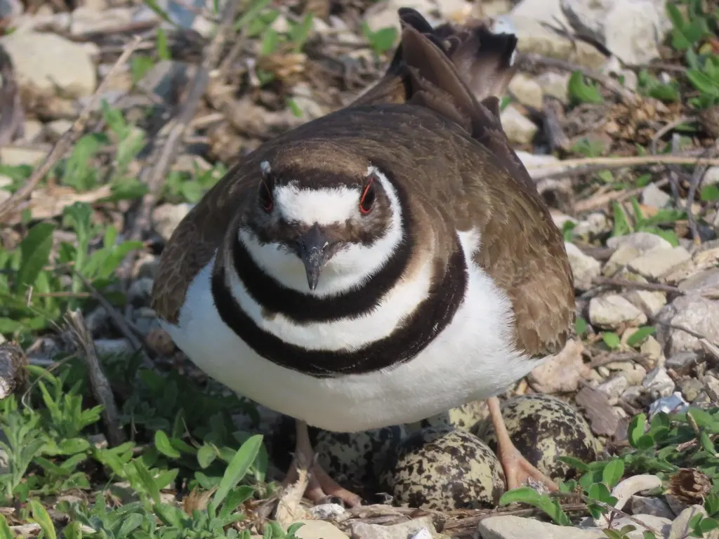 双领鸻(Charadrius vociferus)