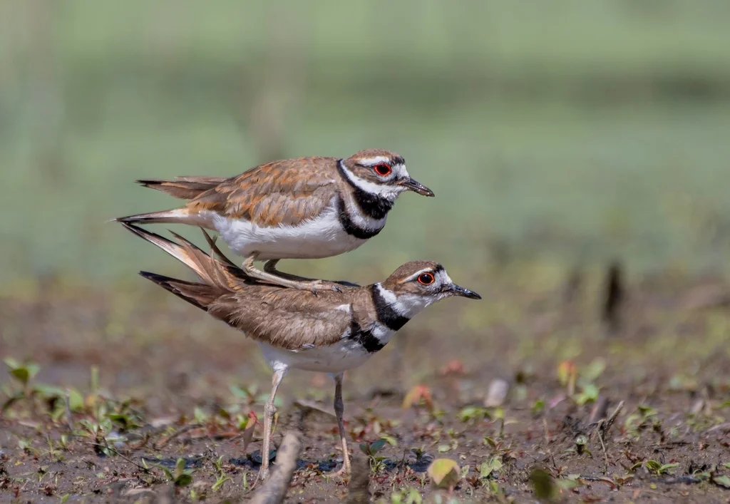 双领鸻(Charadrius vociferus)
