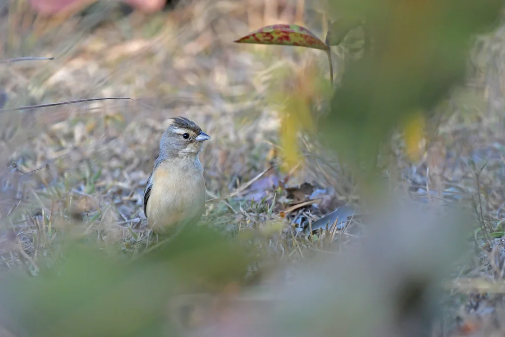 煤冠雀(Charitospiza eucosma)