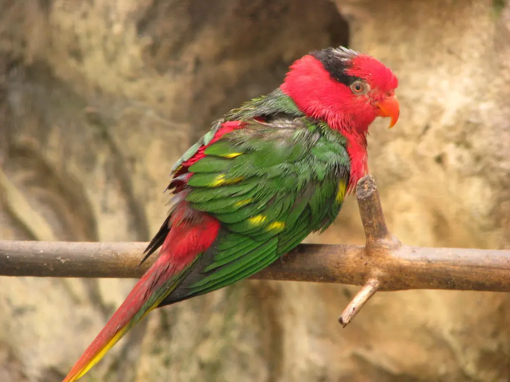 约氏鹦鹉(Charmosyna josefinae)