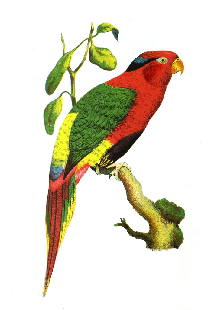 约氏鹦鹉(Charmosyna josefinae)
