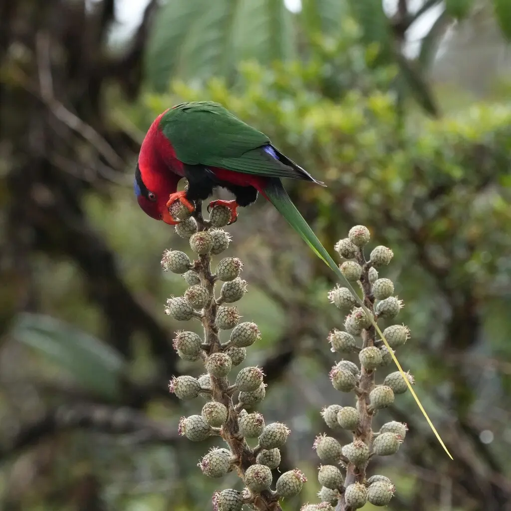 飘带尾鹦鹉(Charmosyna stellae)