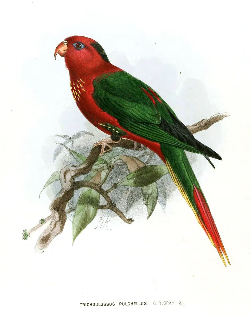 仙鹦鹉(Charmosynopsis pulchella)