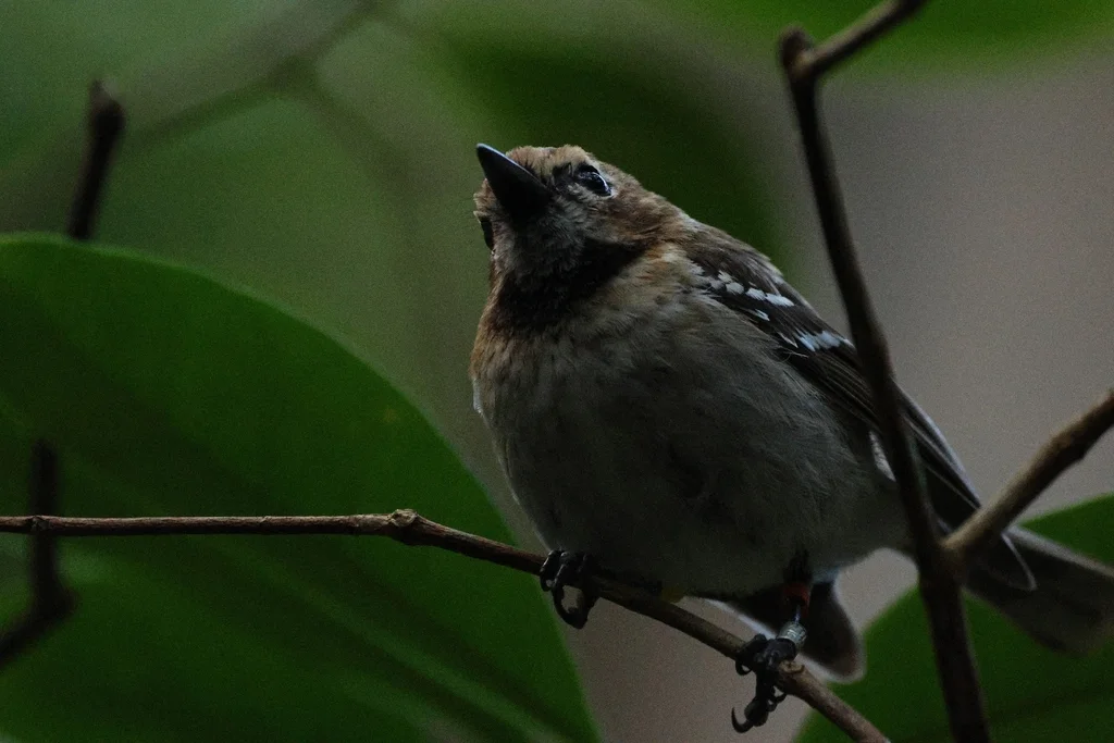 檀香山蚋鹟（Chasiempis ibidis）