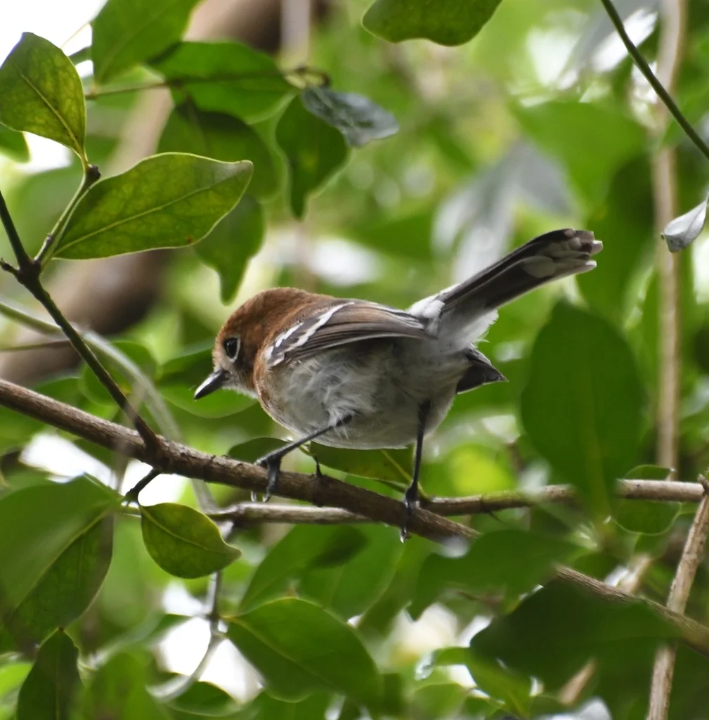 檀香山蚋鹟（Chasiempis ibidis）