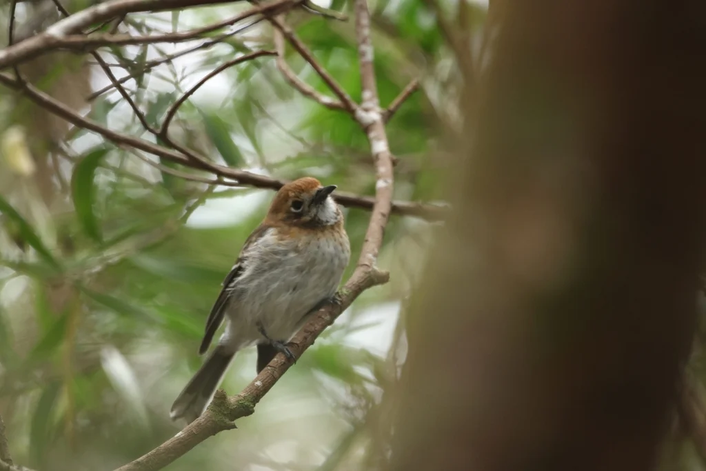 檀香山蚋鹟（Chasiempis ibidis）