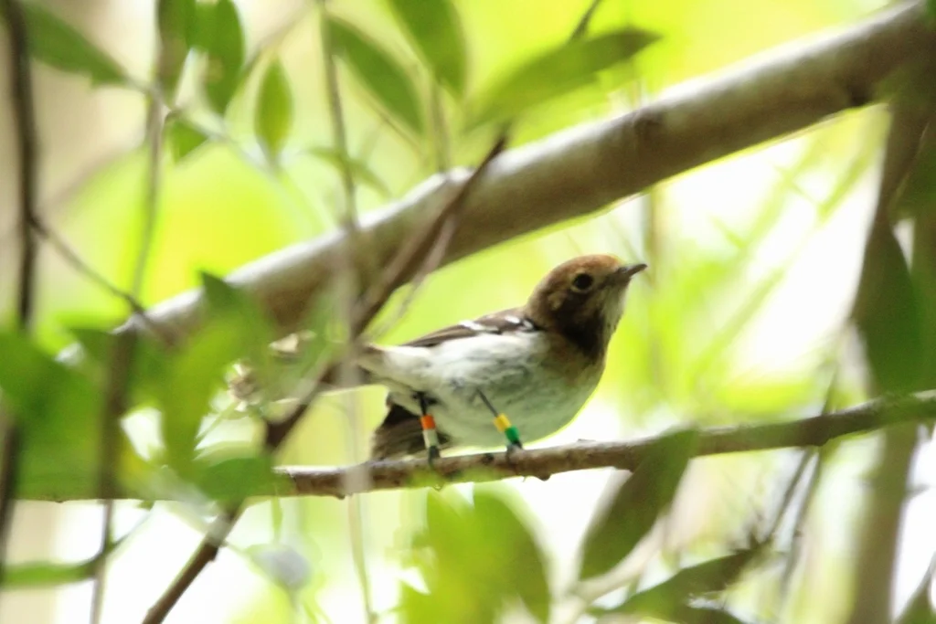 檀香山蚋鹟（Chasiempis ibidis）