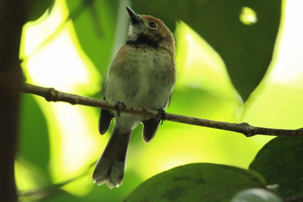 檀香山蚋鹟（Chasiempis ibidis）