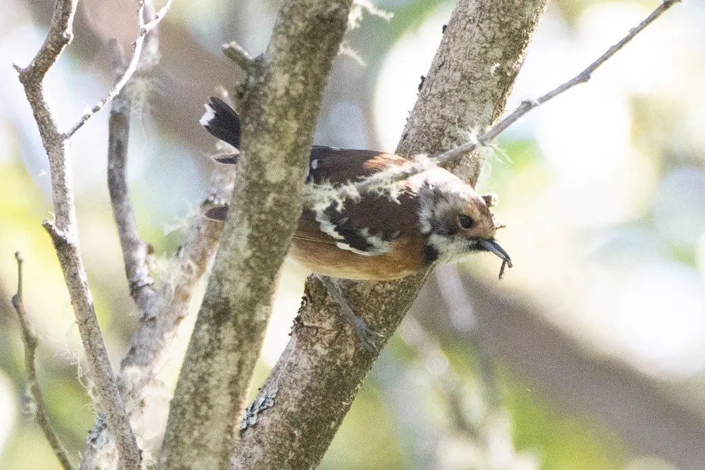 蚋鹟(Chasiempis sandwichensis)