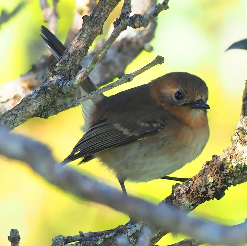 考岛蚋鹟(Chasiempis sclateri)