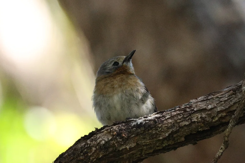 考岛蚋鹟(Chasiempis sclateri)