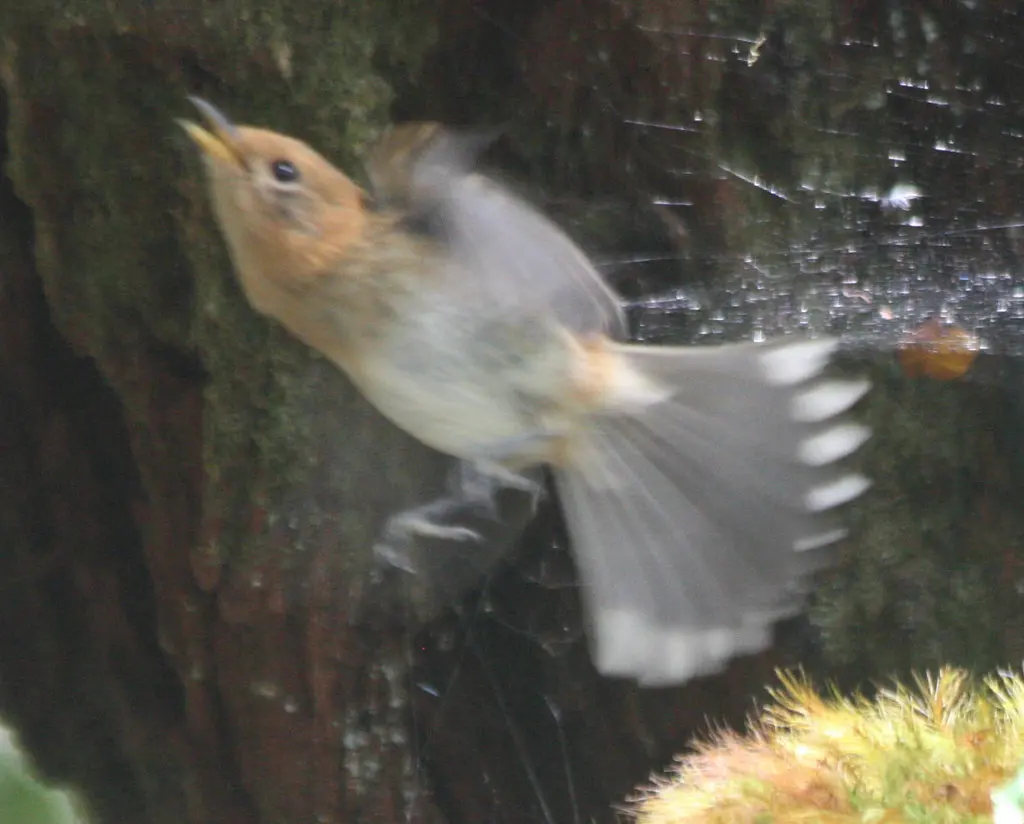 考岛蚋鹟(Chasiempis sclateri)