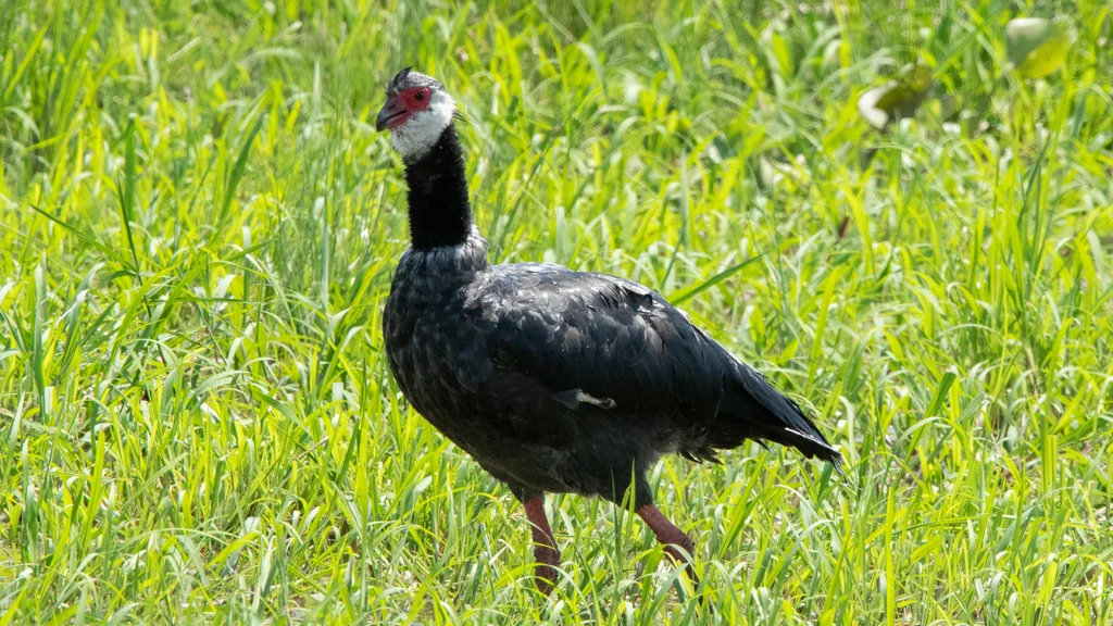 黑颈冠叫鸭(Chauna chavaria)