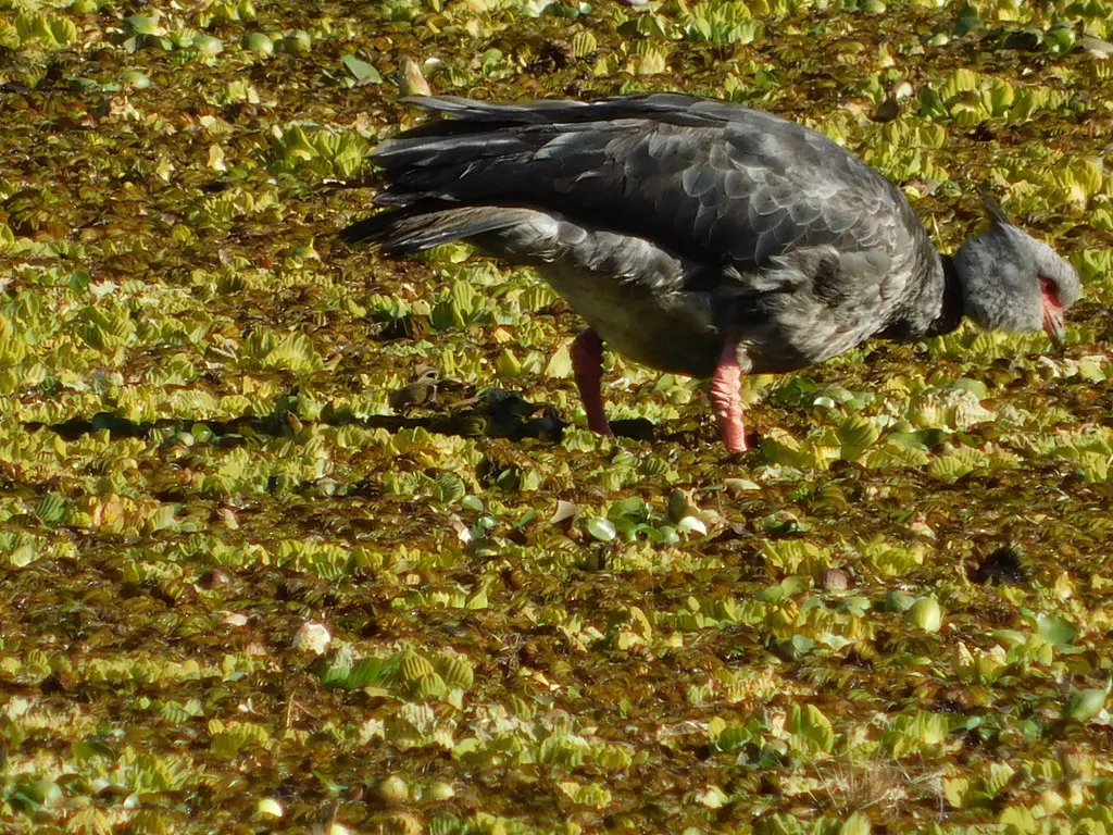 冠叫鸭(Chauna torquata)