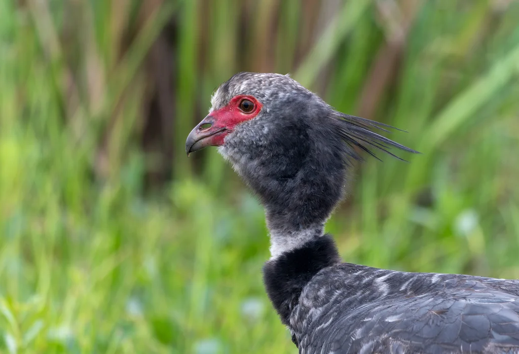冠叫鸭(Chauna torquata)