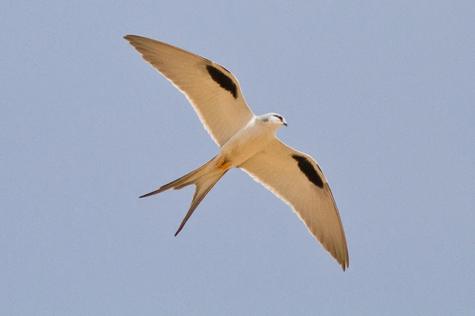 剪尾鸢(Chelictinia riocourii)