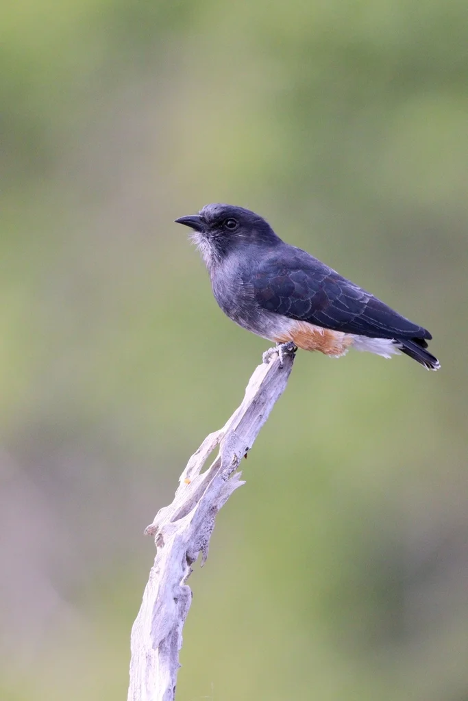 燕翅䴕(Chelidoptera tenebrosa)