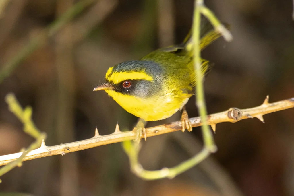 黄腹扇尾鹟(Chelidorhynx hypoxanthus)