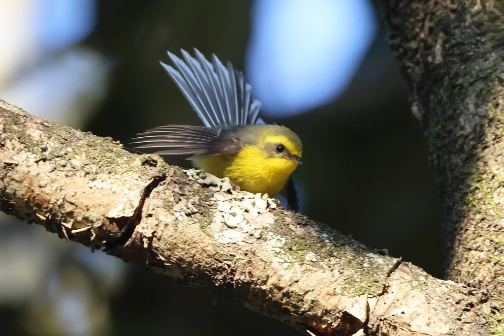 黄腹扇尾鹟(Chelidorhynx hypoxanthus)
