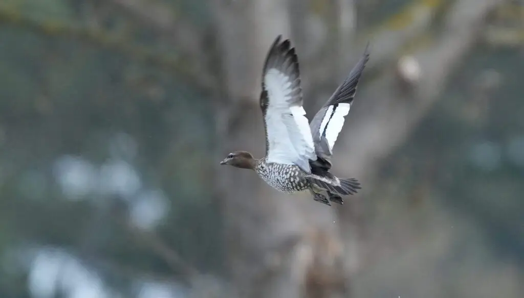 鬃林鸭(Chenonetta jubata)