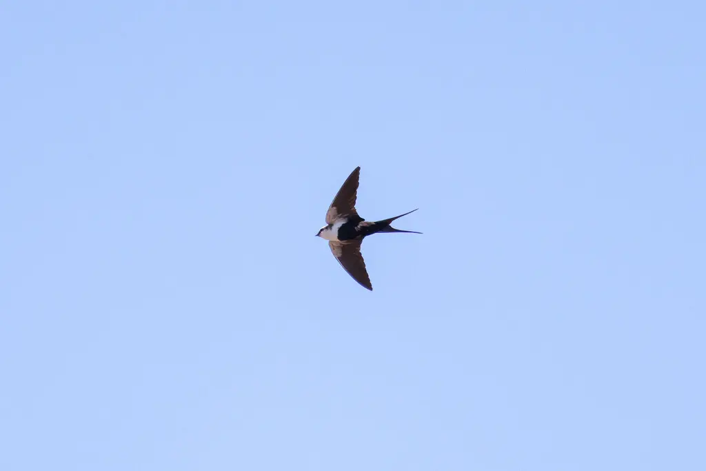 白背燕(Cheramoeca leucosterna)