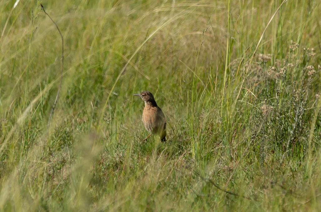 直爪百灵(Chersomanes albofasciata)