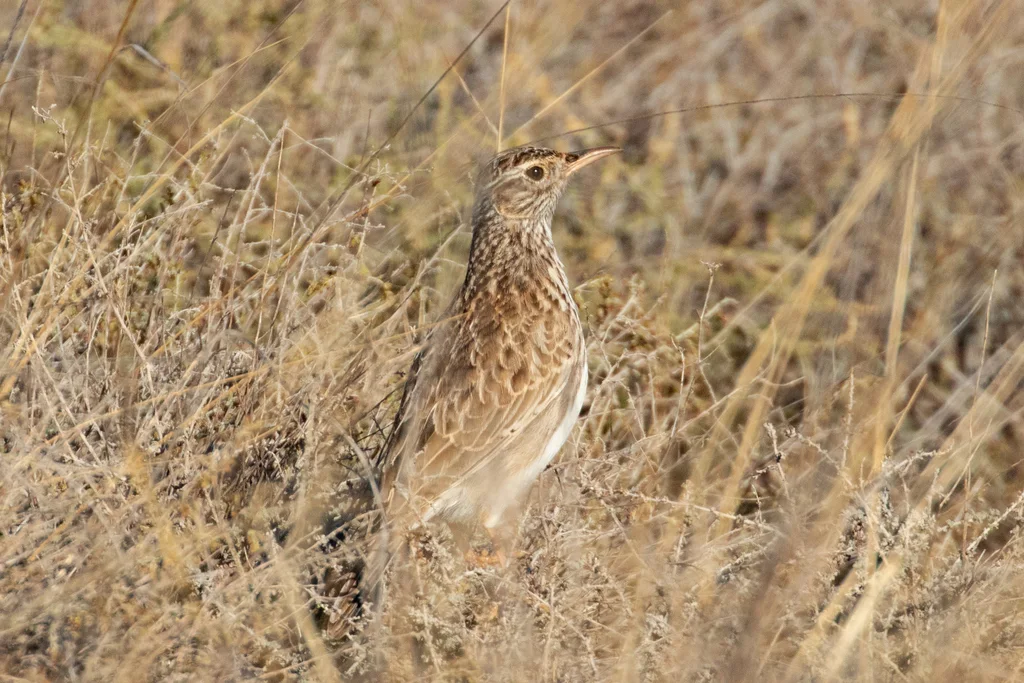 杜氏百灵(Chersophilus duponti)