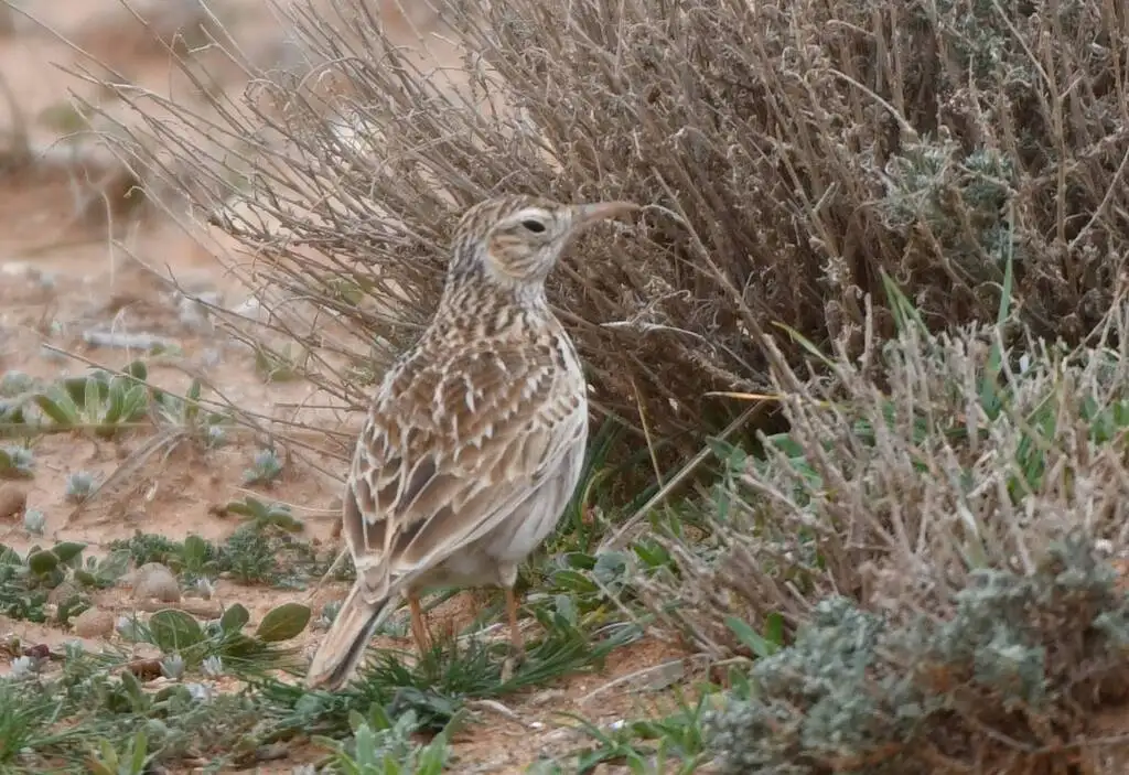 杜氏百灵(Chersophilus duponti)