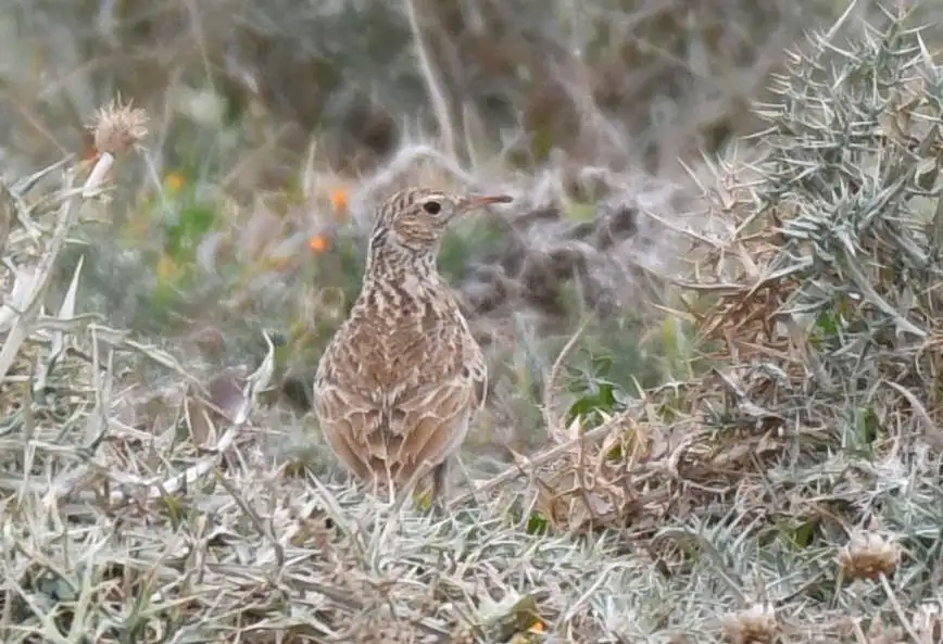 杜氏百灵(Chersophilus duponti)