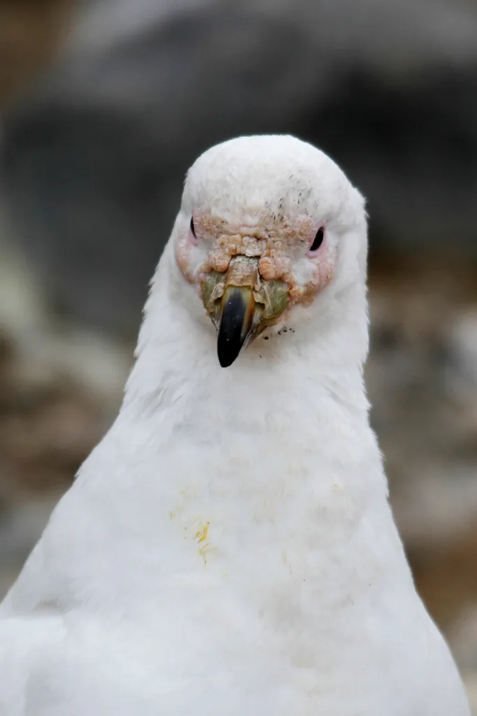 白鞘嘴鸥(Chionis albus)