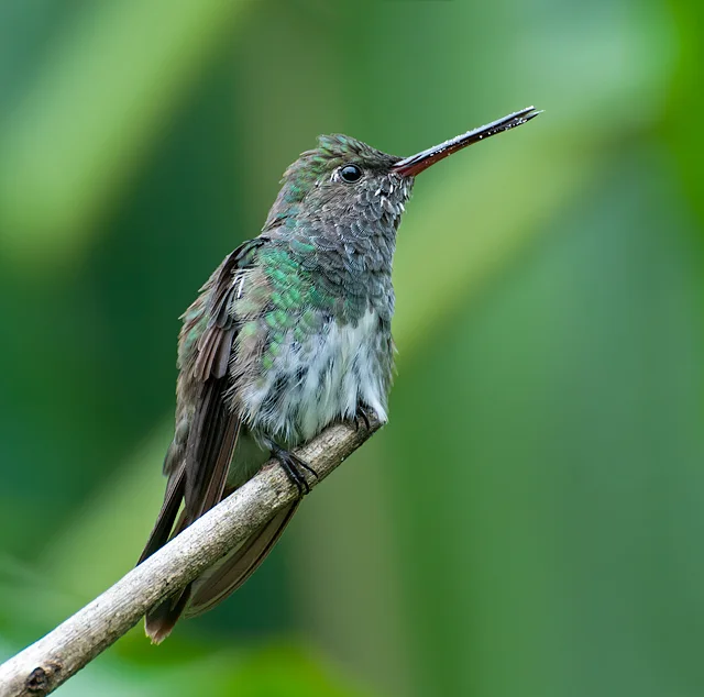辉喉蜂鸟(Chionomesa fimbriata)