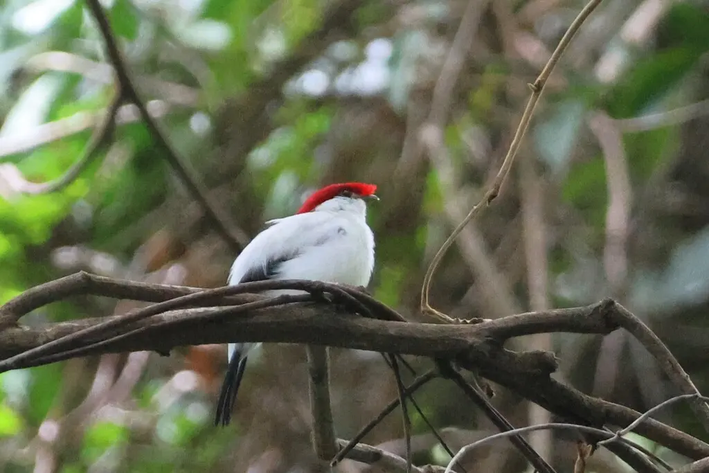 鹊色盔娇鹟（Chiroxiphia bokermanni）