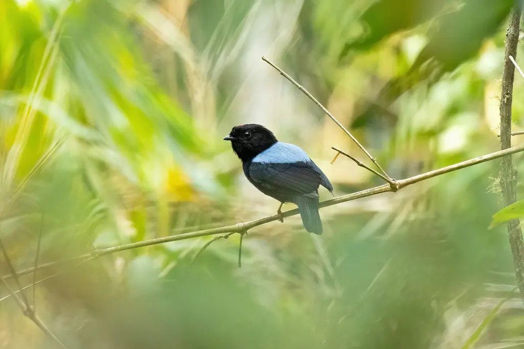 玻利维亚娇鹟（Chiroxiphia boliviana）