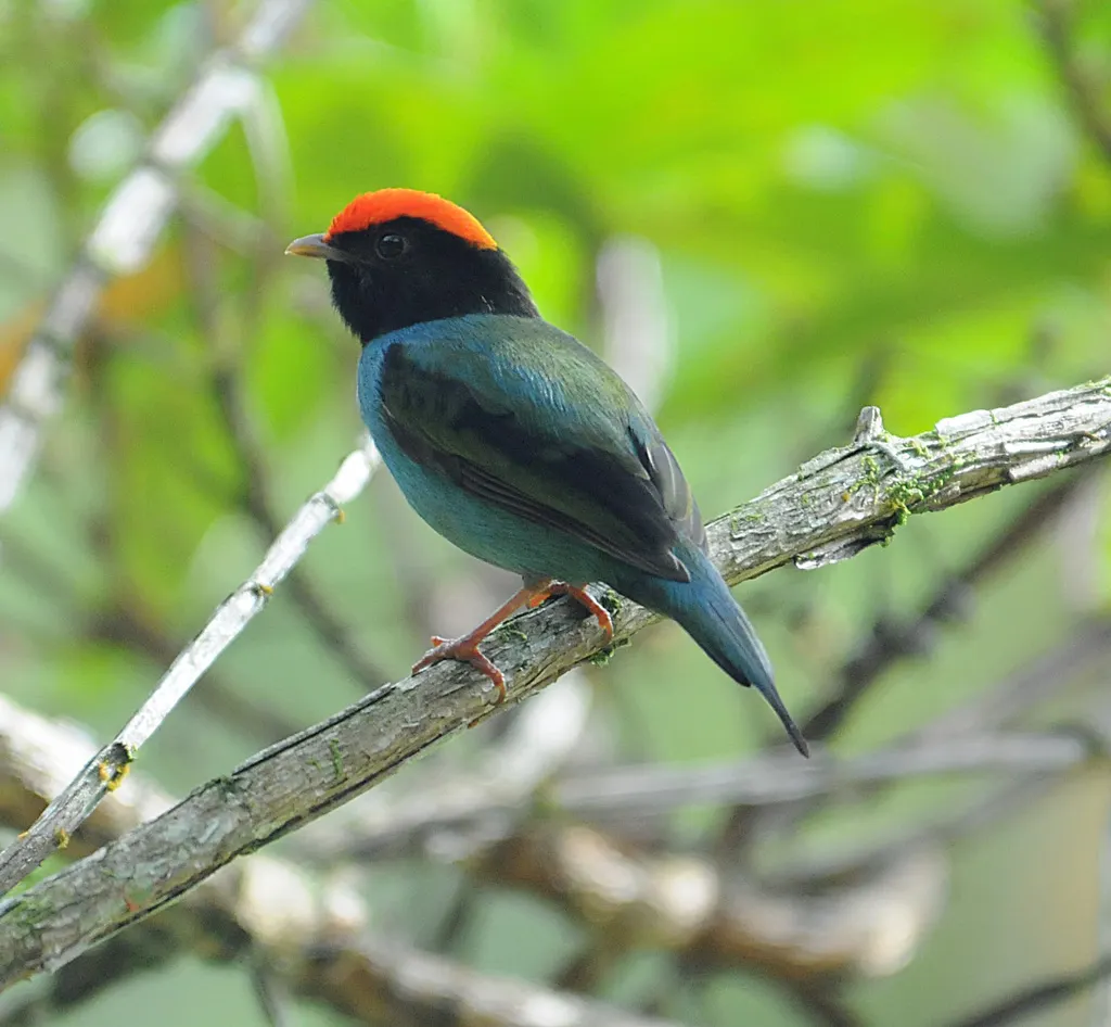 燕尾娇鹟(Chiroxiphia caudata)