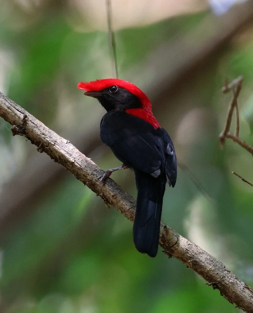 盔娇鹟（Chiroxiphia galeata）