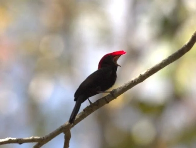 盔娇鹟（Chiroxiphia galeata）